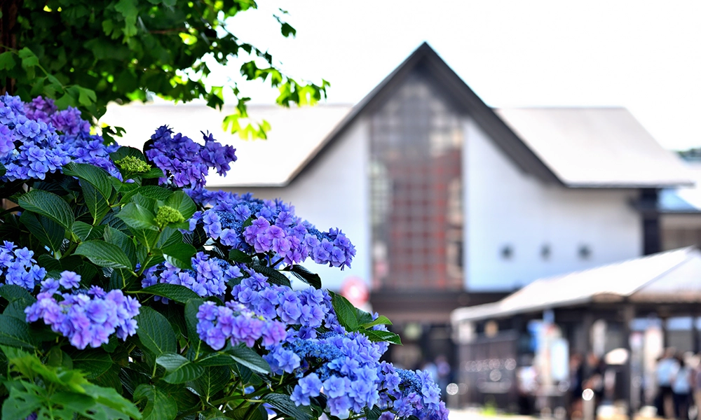 A Journey to Hidden Gems in Japan_3_1